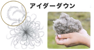 一般的なダウン 一般的なダウン